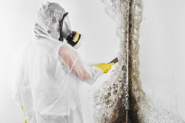 Best Residential Mold Remediation in Pine Mountain Lake, CA