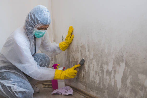 Best Mold Remediation for Specific Building Types in Pine Mountain Lake, CA