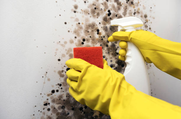 Best Basement Mold Remediation in Pine Mountain Lake, CA