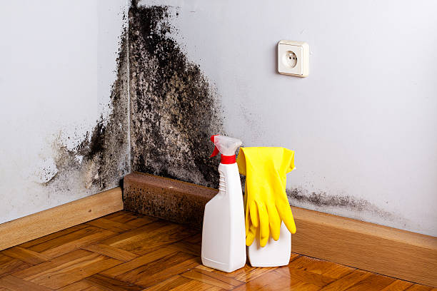 Best Preventive Mold Services in Pine Mountain Lake, CA